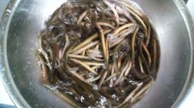 どじょう(*´∀`*)